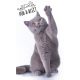 Cat Pur-r-reft hand and face towel, towel 30x50cm