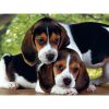 Animals Beagles Close Together Dog 500 pieces puzzle Clementoni