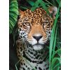 Animals Jaguar 500 pieces Puzzle Clementoni