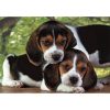 Animals Beagles Close Together Dog 500-piece Puzzle Clementoni