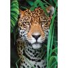 Animals Jaguar 500-piece puzzle Clementoni