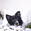 Dog Border Collie bedding cover 140×200cm, 70×90 cm